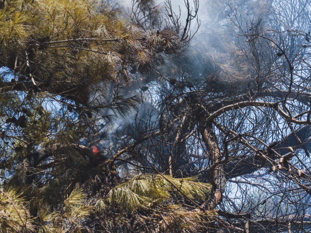 Arbres et sol calcinés après un incendie de forêt