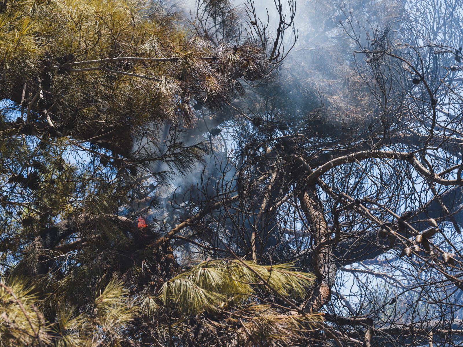 Arbres et sol calcinés après un incendie de forêt
