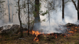 Après le mégafeu en Gironde : le long chantier qui attend la forêt