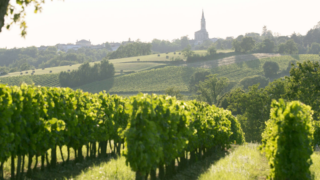 Vignobles bordelais : malgré les incendies, le millésime 2026 s&rsquo;annonce prometteur