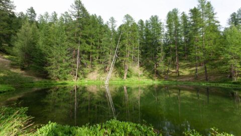 Petit lac entouré d’arbres dans une ambiance naturelle paisible
