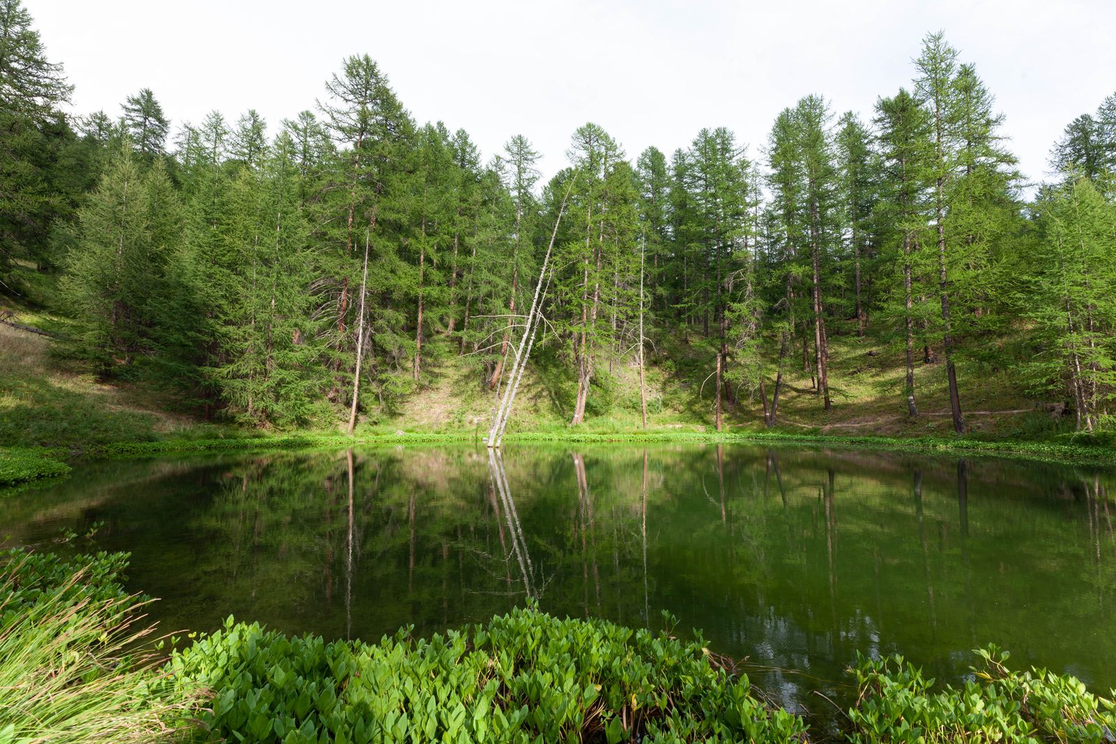 Petit lac entouré d’arbres dans une ambiance naturelle paisible