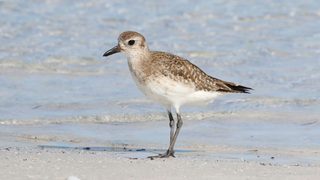 Bassin d’Arcachon : 49 poussins de gravelots observés sur les plages girondines
