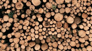 Après les incendies, quatre millions de mètres cubes de bois brûlé doivent être valorisés en Gironde