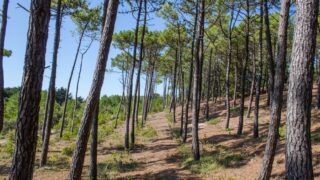 Incendies de 2026 : comment adapter les forêts françaises au changement climatique