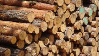 Après l’incendie en Gironde, la filière bois des Landes de Gascogne sous pression