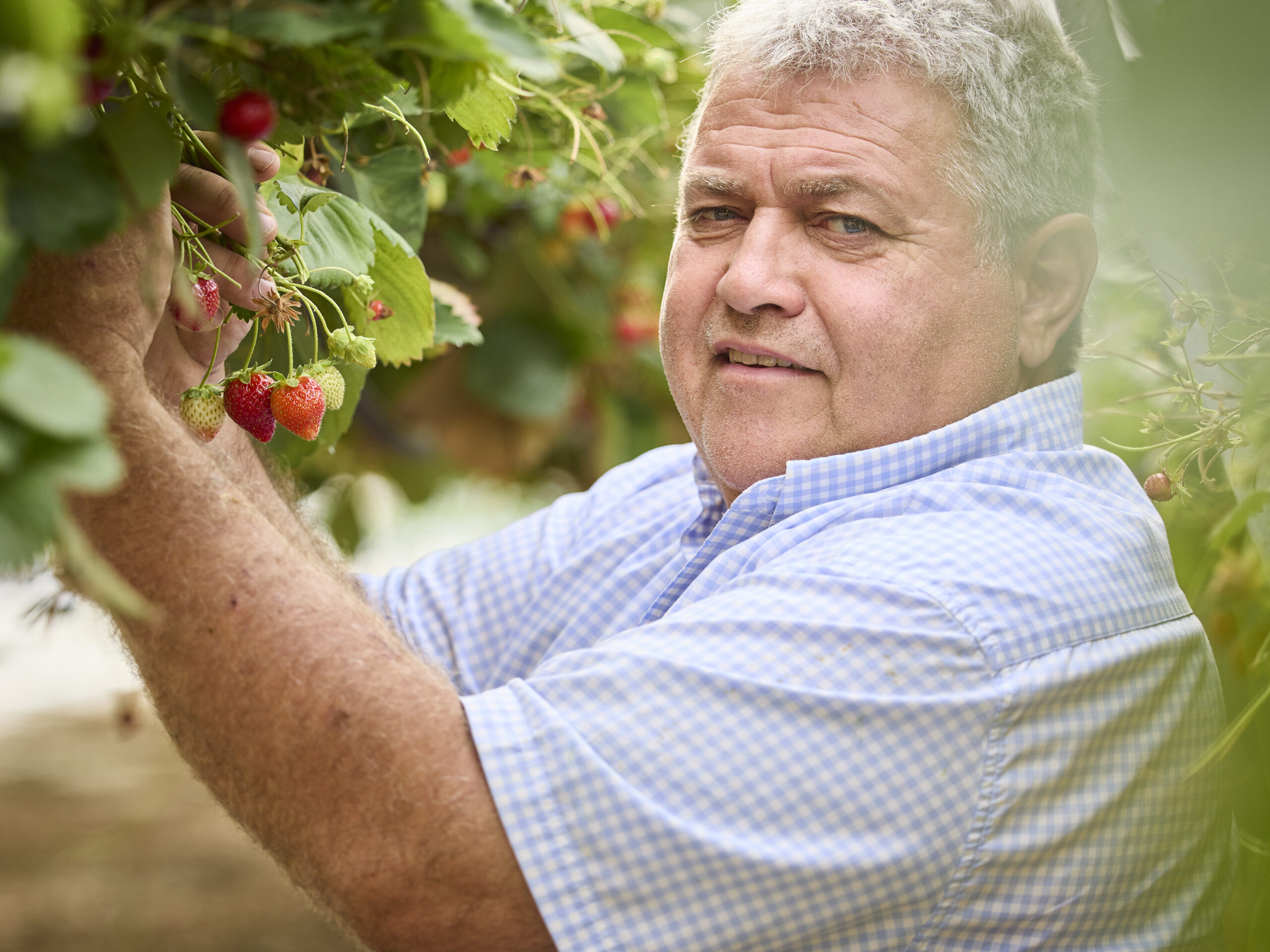 Un producteur observe des fraises mûres dans son exploitation