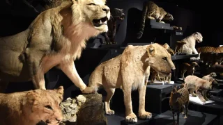 Bordeaux : tigres, lynx et guépards prennent leurs quartiers au Muséum