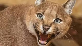 Au zoo de Bordeaux-Pessac, Coki le caracal trouve un accueil adapté après une saisie en Espagne
