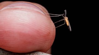 Bruges va lâcher 200 000 moustiques mâles stériles par semaine dès 2027