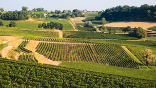 Saint-Laurent-des-Combes : une randonnée pour découvrir le relief du vignoble