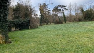 À Blanquefort, la forêt de Tanaïs face à la sécheresse et à une punaise invasive