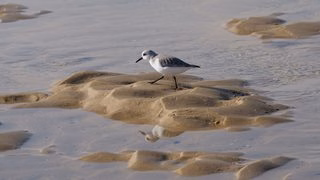 Dune du Pilat : une sortie guidée pour observer la migration des oiseaux