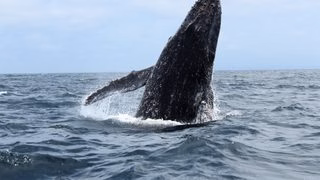 Deux baleines échouées en quelques semaines dans l’estuaire de la Gironde : ce que l’on sait
