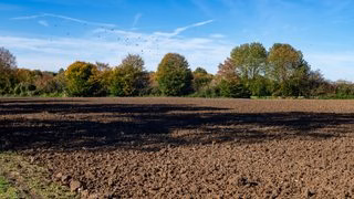 Gironde : la sécheresse repousse au 1er novembre certaines obligations agricoles